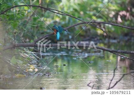 カワセミ 105679211