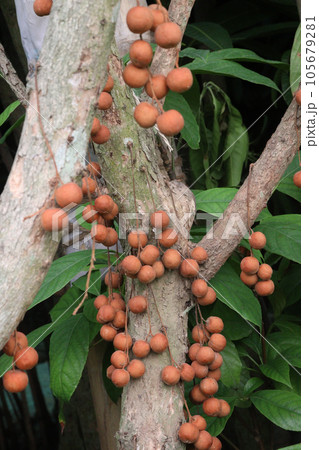 Baccaurea motleyana fruit on tree in farmの写真素材 [105679281