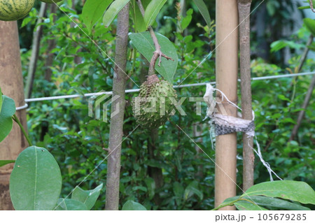 Soursop fruit on tree in farm 105679285