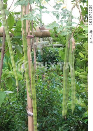 Moringa oleifera on tree in farm 105679286