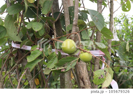 raw persimmon on tree in farm raw persimmon on tree in farm 105679326