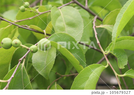 Crab Apple tree plant on farm Crab Apple tree plant on farm 105679327