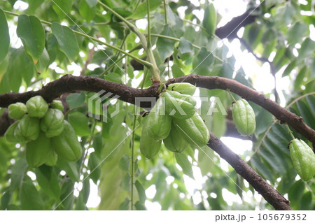 Averrhoa bilimbi on tree for harvest 105679352