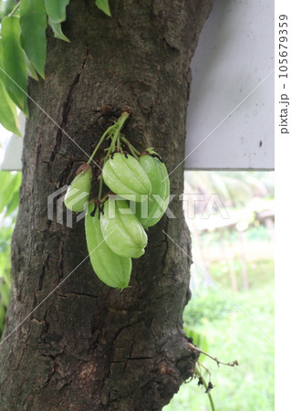 Averrhoa bilimbi on tree for harvest Averrhoa bilimbi on tree for harvest 105679359