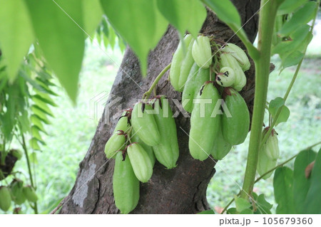 Averrhoa bilimbi on tree for harvest 105679360