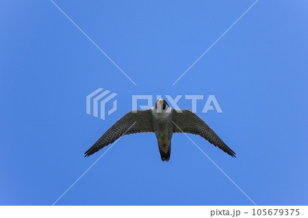 青空バックに頭上を悠然と飛ぶハヤブサ成鳥 105679375