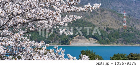満開のソメイヨシノ桜と青い海のコラボ情景 満開のソメイヨシノ桜と青い海のコラボ情景 105679378