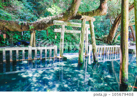 御手洗池とご神木1 御手洗池とご神木1 105679408