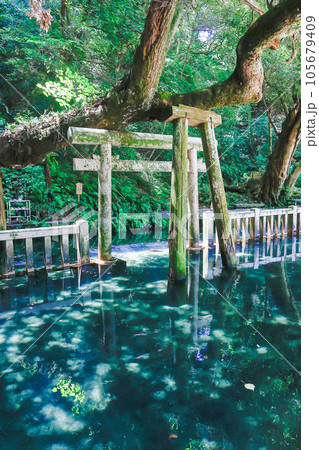 御手洗池とご神木（縦） 105679409