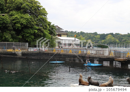 水族館にいるオットセイ 105679494