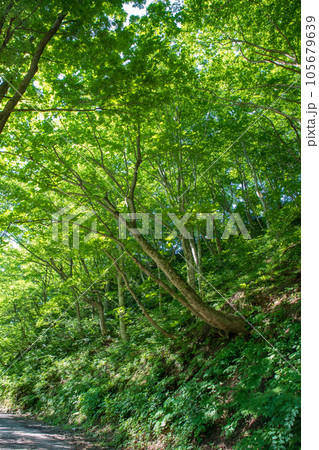 湯檜曽川上流　林道からの真夏の風景　みなかみ町　　 105679639