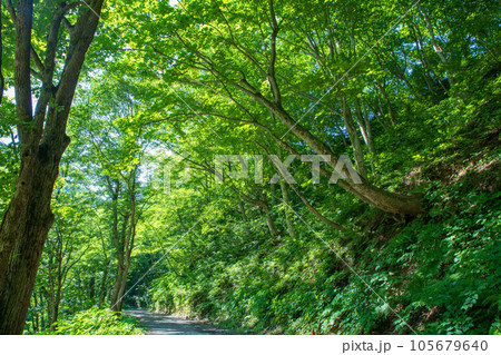 湯檜曽川上流 林道からの真夏の風景 みなかみ町 湯檜曽川上流 林道からの真夏の風景 みなかみ町 105679640