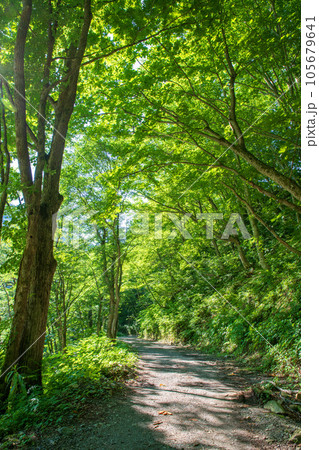 湯檜曽川上流 林道からの真夏の風景 みなかみ町 湯檜曽川上流 林道からの真夏の風景 みなかみ町 105679641