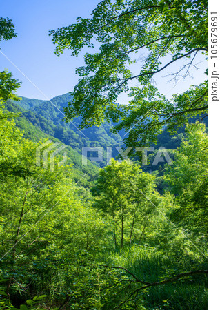 湯檜曽川上流　林道からの真夏の風景　みなかみ町　　 105679691