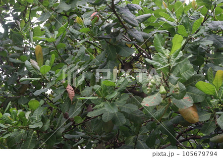 ripe cashew apple with Nut on tree in farm ripe cashew apple with Nut on tree in farm 105679794