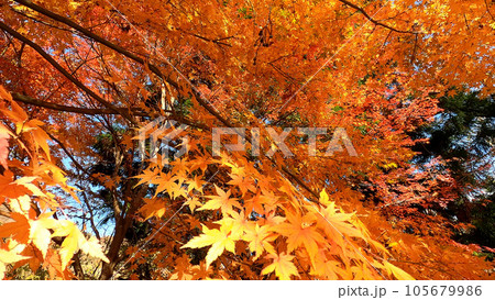 秋空の鮮やかな紅葉 105679986