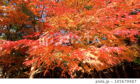 秋空の鮮やかな紅葉 105679987