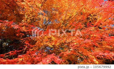 秋空の鮮やかな紅葉 105679992