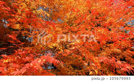 秋空の鮮やかな紅葉 105679993
