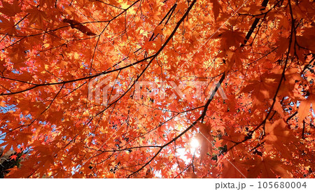秋空の鮮やかな紅葉 105680004