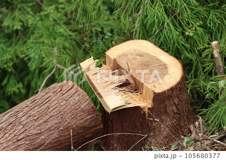伐採されたスギの丸太 105680377