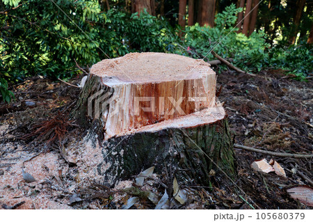 伐採されたスギの丸太 伐採されたスギの丸太 105680379