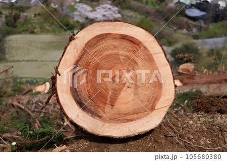 伐採されたスギの丸太 105680380