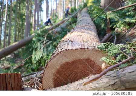 伐採されたスギの丸太 105680385