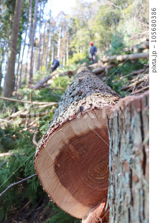 伐採されたスギの丸太 105680386