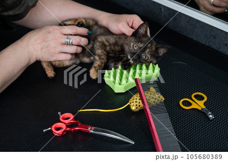 Small motley kitten in a grooming salon.  Small motley kitten in a grooming salon.  105680389