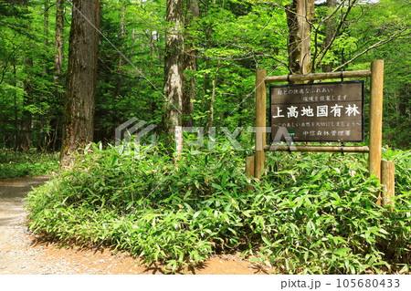 上高地 散策路 上高地 散策路 105680433