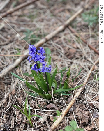 春の訪れを告げるヒヤシンス 105680509