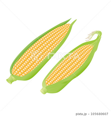 食べ物 野菜 トウモロコシ 食べ物 野菜 トウモロコシ 105680607