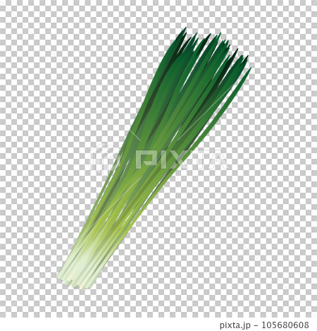 食べ物　野菜　ニラ 105680608