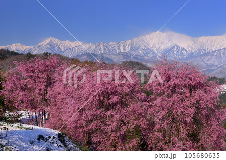 長野県上水内郡小川村小根山 立屋番所の桜山 エドヒガンを台木に育ったベニシダレ桜と冠雪した北アルプス 長野県上水内郡小川村小根山 立屋番所の桜山 エドヒガンを台木に育ったベニシダレ桜と冠雪した北アルプス 105680635