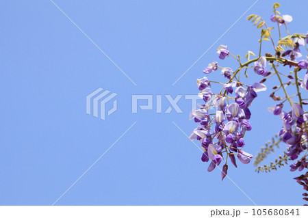 藤の花と蕾と青空 105680841