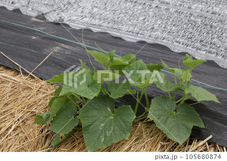 抑制栽培，地這い胡瓜の害虫被害、絵かき虫 105680874