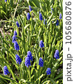 初夏を彩るムスカリ 105680876