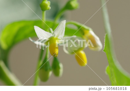 イヌホオズキの花 105681018