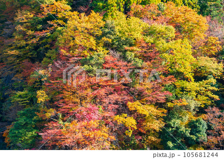 紅葉(黒部峡谷にて) 紅葉(黒部峡谷にて) 105681244