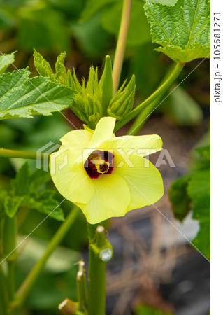 8月の菜園(オクラの花) 8月の菜園(オクラの花) 105681271
