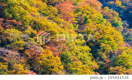 紅葉（黒部峡谷にて） 105681316
