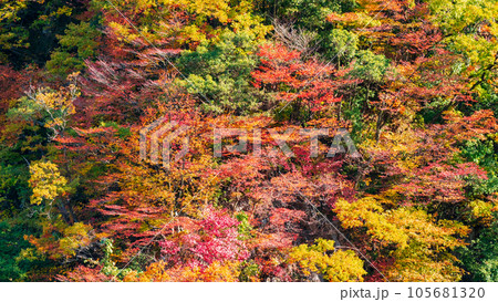 紅葉(黒部峡谷にて) 紅葉(黒部峡谷にて) 105681320