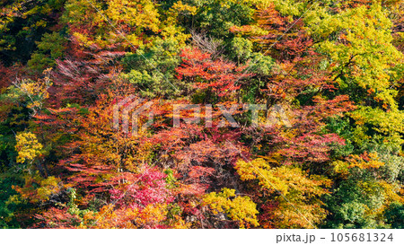 紅葉(黒部峡谷にて) 紅葉(黒部峡谷にて) 105681324