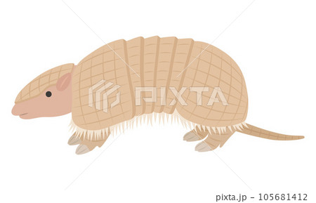 アルマジロのイラスト 105681412
