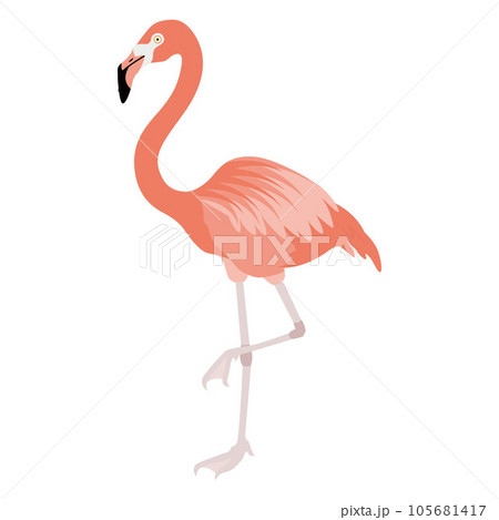 Flamingo illustration - Stock Illustration [105681417] - PIXTA