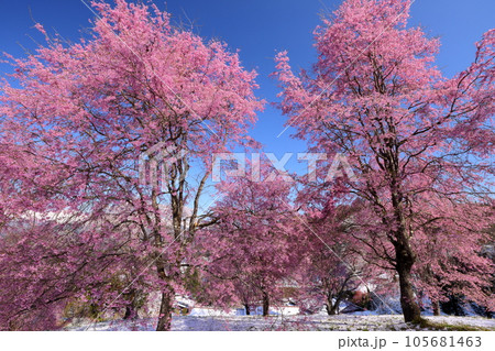 長野県上水内郡小川村小根山 立屋番所の桜山 季節外れの積雪と青空にピンクが映えるベニシダレ桜 長野県上水内郡小川村小根山 立屋番所の桜山 季節外れの積雪と青空にピンクが映えるベニシダレ桜 105681463