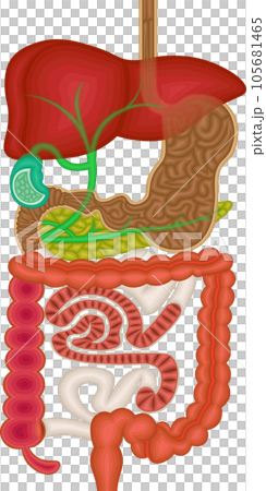 Digestive system internal organs illustration 105681465