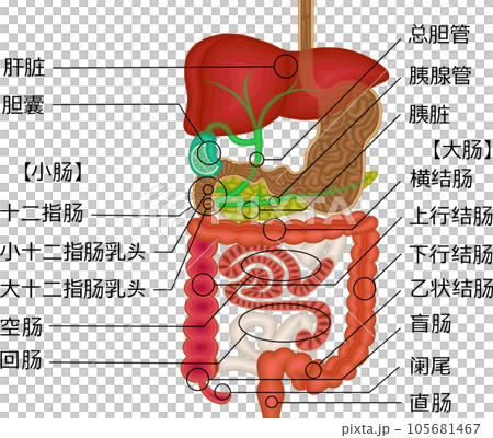 Digestive system internal organs illustration Chinese 105681467
