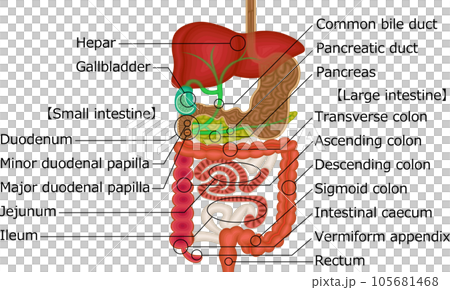 Digestive system internal organs illustration English 105681468